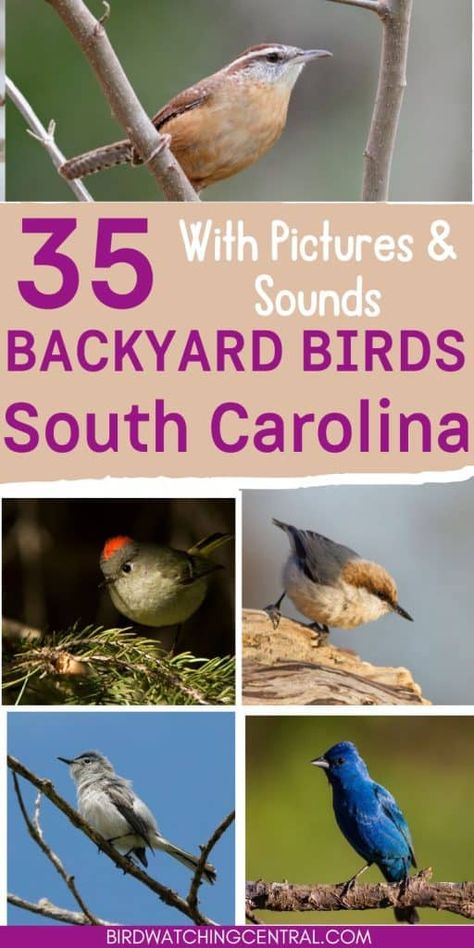 Wild Birds Backyards, South Carolina Birds, Bird Watching For Beginners, State Birds And Flowers, Indiana Backyard Birds, Common Swift Bird, Backyard Birds Watching, Food Post, Finches Bird