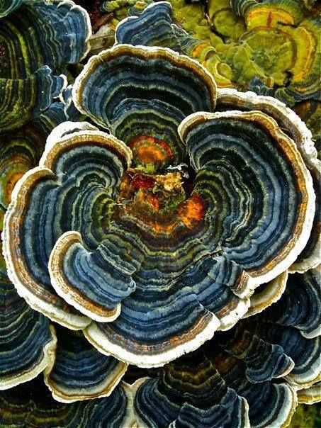 Trametes versicolor — also known as Coriolus versicolor and Polyporus versicolor — is a common polypore mushroom found throughout the world. Natural Patterns, Mosaic Ideas, Mushroom Fungi, Botanical Illustrations, Mushroom Art, Natural Forms, Patterns In Nature, Science And Nature, Amazing Nature