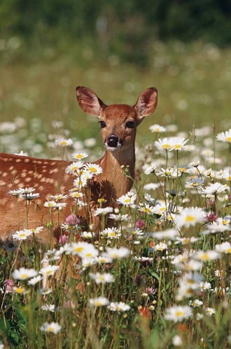 Deer Wallpaper, Deer Photos, Pretty Animals, A Deer, Baby Deer, Cute Animal Pictures, Animal Photo, Forest Animals, Cute Little Animals