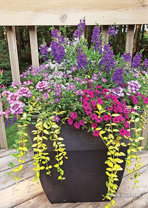 Flower Pots Outdoor Full Sun, Mixed Flower Pots, Patio Flower Pots, Patio Container Gardening, Summer Planter, Porch Plants, Patio Flowers, Porch Flowers, Container Garden Design