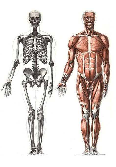 Human Muscle Anatomy, Anatomy Bones, Anatomy Sculpture, Human Figure Sketches, Dancing Drawings, Anatomy Models, Musculoskeletal System, Human Body Anatomy, Human Bones