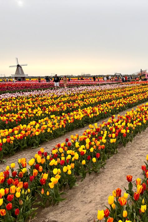 tulip fields stretching out beneath a traditional windmill in Bollenstreek Flower Season, Nice Flowers, Tulip Fields, Flower Field, Amazing Flowers, Stretching, The Beauty, Holland, Tulips