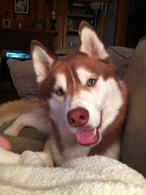 ~ BEAUTIFUL RED HUSKY ~ Red Husky Puppy, Red Husky Aesthetic, Husky Red, Red Siberian Husky, Husky Colors, Red Husky, Wolf Husky, Alaskan Husky, Color Eyes