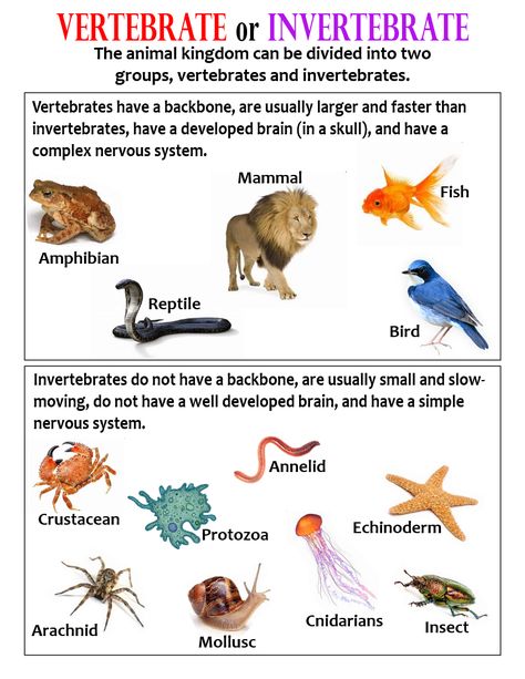 Vertebrate or Invertebrate ~ Anchor Chart * Jungle Academy Vertebrates And Invertebrates Anchor Chart, Vertebrates And Invertebrates Project, Vertebrates And Invertebrates Activities, Invertebrates Classification, Vertebrates And Invertebrates Worksheets, Vertebrate And Invertebrate Animals, Vertebrates Animals, Classification Of Vertebrates, Invertebrates And Vertebrates