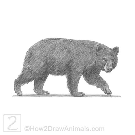 American black bear drawing in graphite pencil Black Bear Sketch, Black Bear Drawing, Tutorial For Drawing, Bear Face Drawing, Bear Video, Speed Drawing Videos, Bear Sketch, American Black Bear, Drawing Time