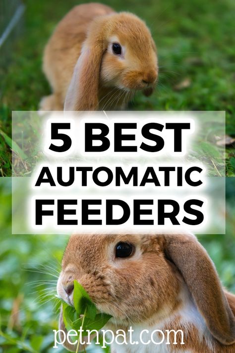 5 Best Automatic Rabbit Feeders And Why You Need One #rabbit #bunny #pets #animals Bunny Supplies Organization, Outdoor Hutch, Large Hutch, Bunny Pets, Diy Hutch, Bunny Supplies, Rabbit Feeder, Outdoor Rabbit, Outdoor Rabbit Hutch