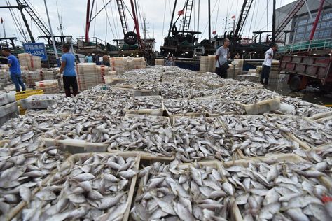 The World’s Appetite For Seafood Is Soaring But Supply Lags As Fisheries And Fish Farms Seek Transparency Publix Supermarket, Sustainable Seafood, Fish Stock, Fish Farming, Aquatic Animals, Sea Bass, Urban Farming, Supply Chain, Hydroponics