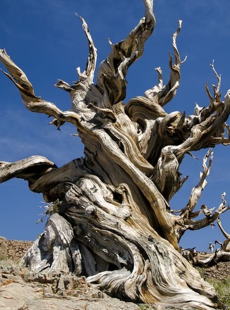 Famous Trees, Weird Trees, Ancient Trees, Tree Study, Twisted Tree, Dead Tree, Giant Tree, Old Tree, Old Trees