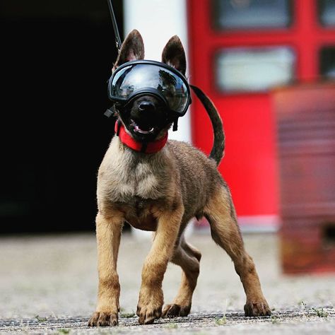 Belgian Malinois Service Dog, Tactical Dog Gear, Belgian Malinois Puppy, Malinois Puppy, K9 Police, D Is For Dog, Psychiatric Service Dog, Dog Goggles, Malinois Puppies