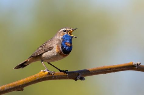 Amazing Singing, Thick Forest, Learn To Sing, Mocking Birds, Birds Singing, Interesting Science Facts, Song Birds, Bird Calls, American Robin