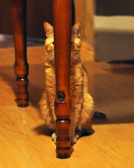 Cute cat hiding behind table leg Funny Cats In Water, Gatos Cool, Gatto Carino, Ninja Cats, Image Chat, Animal Photos, Funny Cat Pictures, Cute Kittens, Funny Animal Pictures