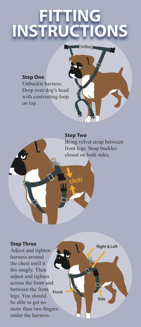 How to Put the Freedom No-Pull Harness on Your Dog Diy Dog Harness, Dog Harness Pattern, Dog Accesories, Puppy Training Tips, Dog Care Tips, Cat Training, Diy Dog, Dog Obedience, Dog Training Obedience