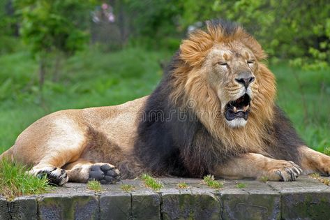 Male lion. Full body shot of male lion laying down , #ad, #Full, #lion, #Male, #body, #laying #ad Lion Full Body, Lion Stretching, Lion Front View, Roaring Lion Side View, Lion Laying Down Drawing, Lion Laying Down, Asiatic Lion, Birth Art, Sketching Tips