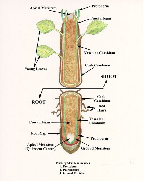 Internal Structure of Root Root Diagram, Plant Anatomy, Plant Biology, Plant Physiology, Research Poster, Root Structure, Tissue Types, Biology Facts, Leafy Plants