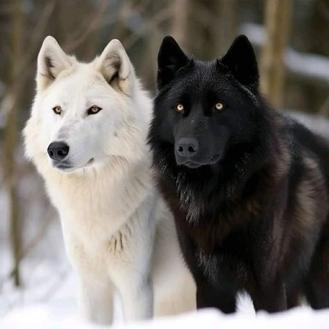 White Wolf And Black Wolf, White Wolf Photography, White And Black Wolf, Wolf Couple, Wolf Mates, German Sheperd Dogs, Wolf Life, Charmed Book Of Shadows, Wolf Photography