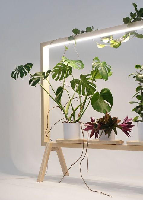 Light-up frame turns your plants into art - Curbed Indoor Plant Lights, Floor Screen, Plant Lights, Plant Window, Support Pour Plante, Dekor Diy, Diy Plant Stand, Plant Decor Indoor, Plant Stand Indoor