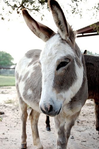 Spotted Donkey, Donkey Photos, White Donkey, Mini Donkeys, Miniature Donkeys, Mini Donkey, Miniature Donkey, Cute Donkey, Big Bunny