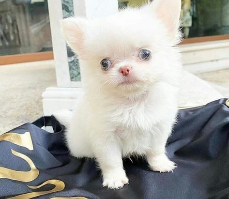 Chihuahua Puppies For Sale | Vancouver, WA #351217 Teacup Chihuahua Puppies For Sale Near Me, Chihuahua Puppies For Sale Near Me, Dogs For Adoption Near Me, Chiwawa Puppies, Capuchin Monkeys, Micro Teacup Puppies, Chihuahua Breeds, Teacup Chihuahua Puppies, Shitzu Puppies