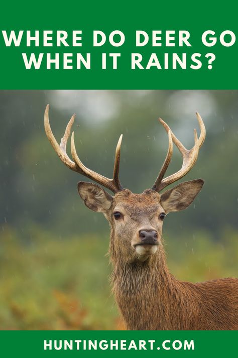 Where Do Deer Go When It Rains | Where Do Deer Go When It Rains or Snows | Where Do Deer Go When It Storms | Where Do Deer Go During the Day | Do Deer Bed Down During the Rain | Deer | Deer Hunting | Deer Facts | Deer Life | Deer Hunting Texas | Deer Hunting Hawaii | Deer Hunting Season | Deer Hunting Guide | Deer Hunting Tips | Hunting Tips | Hunting Guide | Hunting Lessons | Hunting Gear | Hunting Heart #wheredodeergowhenitrains #deer #deerhunting #deerfacts Deer Bed, Deer Facts, Texas Deer Hunting, Deer Bedding, Rain Deer, Deer Hunting Season, Hunting Guide, Deer Hunting Tips, Hog Hunting