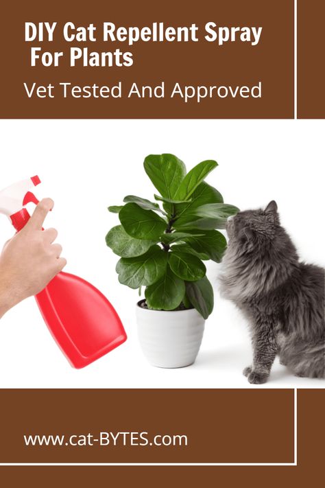 5 DIY Cat Repellent Spray Recipes!  Sometimes our feline friends can be a little too curious about our leafy green companions, leading to chewed leaves, upturned pots, and other mischief.   DIY cat repellent sprays can be an economical and effective way to keep your cats from terrorizing your plants. Read on to learn more about a natural solution that can help protect your plants while ensuring the safety and well-being of your pets. Plants To Deter Cats, How To Keep Cats Out Of House Plants, Cat Repellent, Diy Cat Deterrent Spray, Cat Deterrent Outdoor, Diy Cat Repellent Spray Furniture, Essential Oils Toxic To Cats, Cats In Plants, Cat Repellent Spray