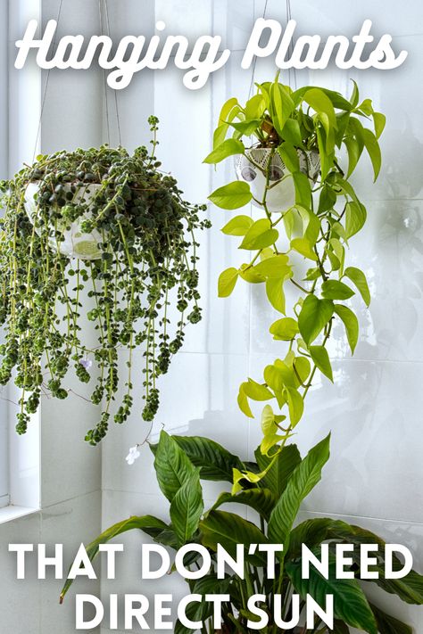 Hanging Plants In Front Of Window Ideas, Corner Hanging Plants Indoor, Hanging Basket Ideas Indoor, Hanging Plant Baskets Indoor, Good Hanging Plants, Low Light Hanging Indoor Plants, Cascading House Plants, Best Indoor Hanging Plants For Low Light, Hanging Plants In Front Of Window