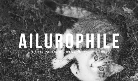 Ailurophile Ailurophile Aesthetic, Branded Wallpaper, Character Plot, Teen Dictionary, Uncommon Words, Soothing Quotes, One Word Quotes, Weird Words, Good Vocabulary Words