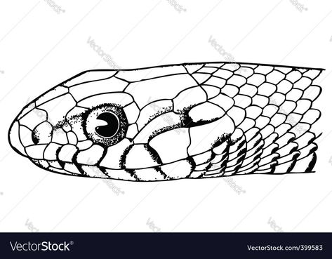 Drawing Of Face, Snake Face, Snake Drawing, Snake Head, Drawing Heads, Drawing Face, Drawing Challenge, Art Google, Face Art