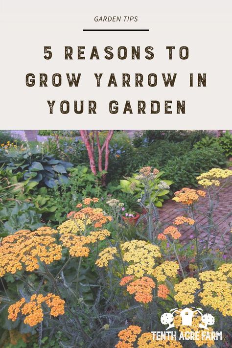 Permaculture Backyard, Suburban Permaculture, Growing Yarrow, Permaculture Projects, Plant Powers, Garden Knowledge, Herb Magic, Front Yard Flower Bed, Seeds Planting