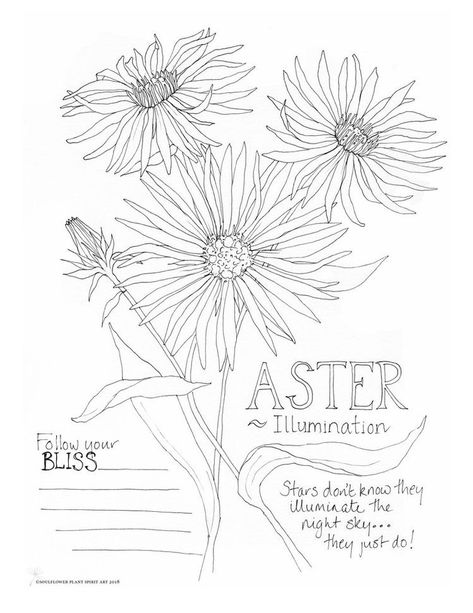 Aster Tattoo, Plant Spirit, Coral Painting, Spirit Energy, Aster Flower, Flower Line Drawings, Floral Tattoo Sleeve, Shading Techniques, Doodle Inspiration