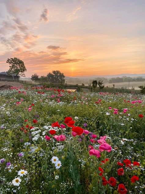 Farm Dream, Wild Flower Meadow, Landscape Photography Nature, Wildflower Garden, Beautiful Landscape Wallpaper, Aesthetic Photography Nature, Beautiful Backgrounds, Floral Garden, Flowers Nature