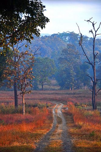 Satpura National Park, India Country Backroads, Jeep Trails, Beautiful Roads, Beautiful Forest, Country Road, Pretty Places, Travel Around The World, Travel Around, Cool Places To Visit