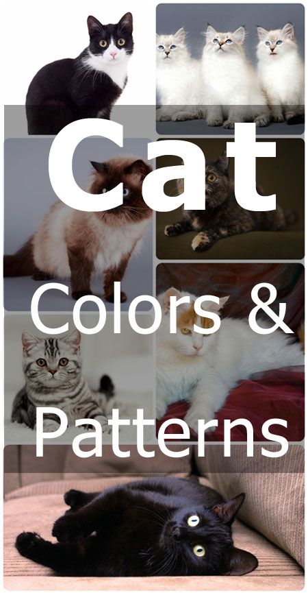 Cat Colors and Patterns. Learn all about the terms used by the pros to describe cats. #TheCatSite #TCS #cat #cats #kitten #kittens #CuteCat #CuteCats #CuteKitten #CuteKittens #CatColor #CatColors #CatPattern #CatPatterns Cat Personalities, Cat Hacks, Types Of Cats, Cat Care Tips, Colors And Patterns, Yellow Cat, Cat Training, Cat Behavior, Cat Facts