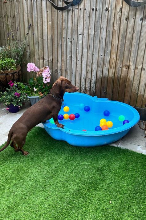 Patio Potty For Dogs, Dog Areas In Backyard, Outdoor Dog Spaces, Dog Backyard Playground, Shire Garden, Dog Yard Ideas, Dog Yard Landscaping, Pet Friendly Backyard, Pet Friendly Yard