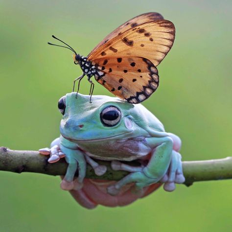 Reference Photos For Artists, Frog Pictures, Arte Peculiar, Photographie Portrait Inspiration, Concept Clothing, Frog Art, Tree Frog, Painting Inspo, Pretty Animals