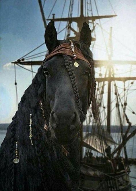 Pirates of the Caribbean: Animal Edition #piratesofthecarribean #pirates #disney #johnnydepp #art #jacksparrow #artist #fun #instagram #captainjacksparrow #pirate #pirateslife #piratesofthecaribbean #davyjones #horses #jacksparrowcosplay #exictment #animals #poneys #horsesofinstagram #horsestagram #instagood Horses, Black, Animals, Halloween, Plaits, Captain Jack, Jack Sparrow, Black Horse, A Horse