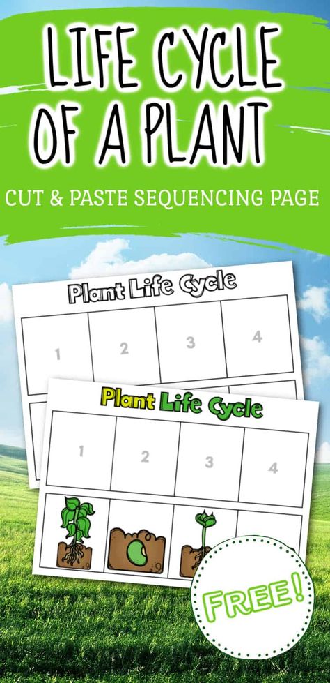 Use this life cycle of a plant worksheet as a review for your preschoolers. It's the perfect addition to your life cycle activities for preschool. Life Cycle Of A Bean Plant Worksheet, Seed Life Cycle Free Printable, Flower Life Cycle Preschool, Life Cycles Preschool Activities, Plant Life Cycle Craft, Seeds Preschool, Plant Worksheet, Plants Life Cycle Activities, Life Cycles Kindergarten