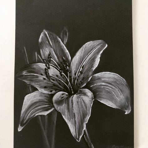 White Pencil Drawing On Black Paper Artworks, Black Paper Drawing Flower, Black And White Pastel Drawing, White Colored Pencil On Black Paper, White Pencil On Black Paper Drawing, Black Paper White Pencil Drawing, Flower Drawing On Black Paper, White Drawings On Black Paper, Black White Painting Ideas