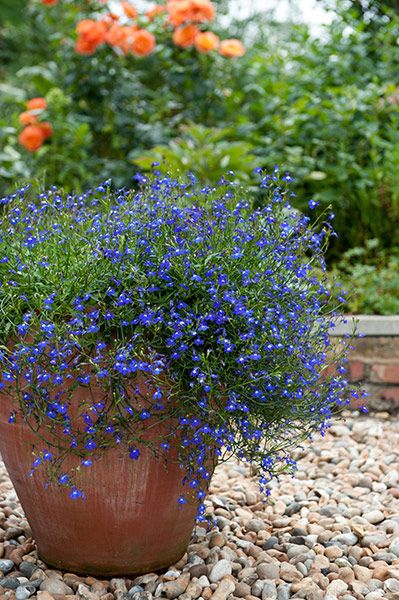 Buy 40 plus 20 FREE large plug plants - trailing lobelia Lobelia 'Sapphire (Trailing)': Delivery by Waitrose Garden in association with Crocus Hanging Baskets Ideas, Lobelia Cardinalis, Front Yard Garden Ideas, Baskets Ideas, Front Yard Garden, Container Flowers, Window Boxes, Window Box, Decorations Christmas