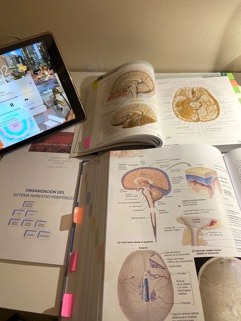 Brain, Tablet, Medical, Computer, Human