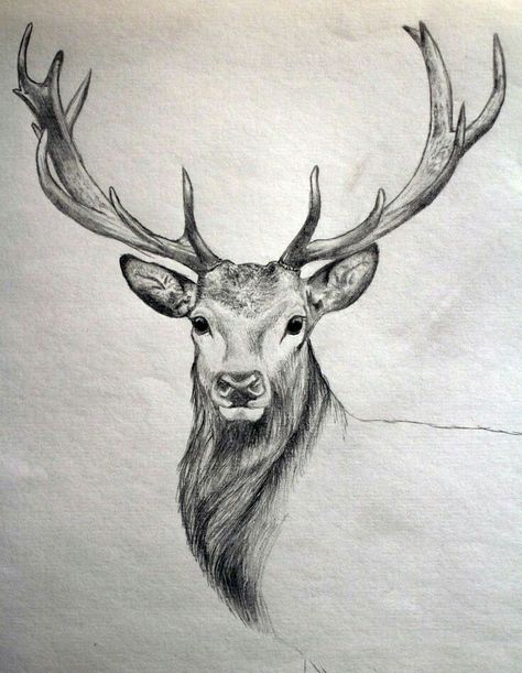 40 Free & Easy Animal Sketch Drawing Information & Ideas - Brighter Craft #pencil #pencildrawings #pencilart #drawings #drawingtips #drawingtutorial #drawingideas #drawingchallenge #naturedrawing #art #artsketches #artdrawings #sketching #sketches Easy Pencil Drawings, Hirsch Tattoo, Realistic Animal Drawings, Art Du Croquis, Regnul Animal, Deer Drawing, Animal Sketch, Easy Drawing Steps, Deer Tattoo