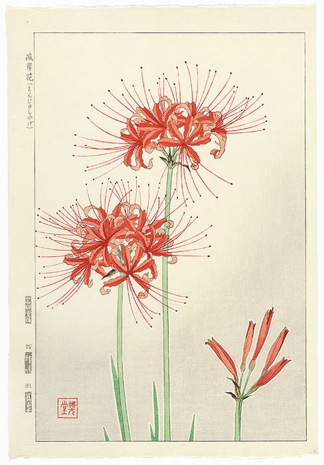 Winter Daphne, Lycoris Radiata, Lilies Drawing, Experiment 626, Kiki Smith, Red Spider Lily, Asian Flowers, High Noon, Japon Illustration