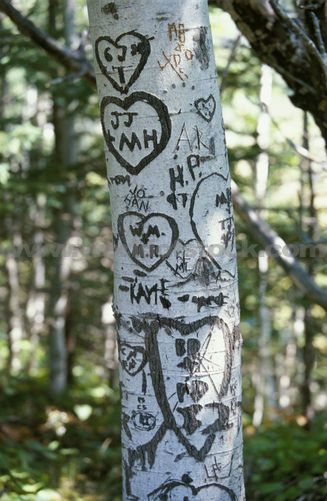 Birch tree carving Carving Initials In Tree, Grace Jackson, Dear Boys, Tree Poem, Carved Tree, Tree Logs, Sleepaway Camp, Mystical Places, Tree Carving