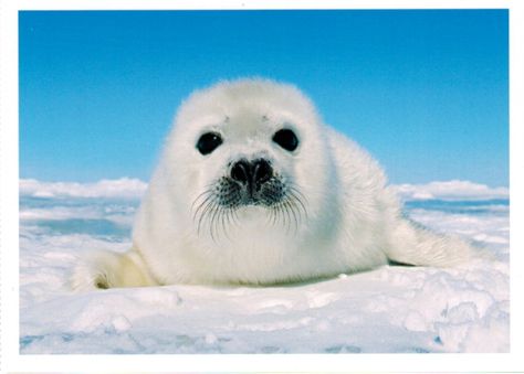 Baby seal Funny Seal, Wilderness Animals, Funny Seals, Harp Seal, Cute Seals, Seal Pup, Baby Seal, St Lawrence, Cute Pets