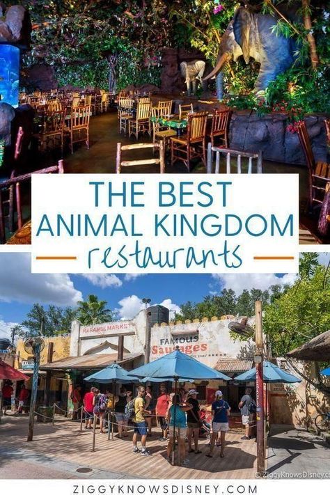 If you are visiting the Animal Kingdom at Disney World this year, then you need this great list from Ziggy Knows Disney! We list the best restaurants you will find at this theme park so you don't miss out on all that Disney has to offer. You and your family will love the delicious foods they serve! Visit one of these restaurants when you go to Disney World! Animal Kingdom Restaurants, Animal Kingdom Food, Animal Kingdom Dining, Best Disney Restaurants, Disney World Restaurants, Disney World Food, Disney Restaurants, Disney Vacation Planning, Table Service