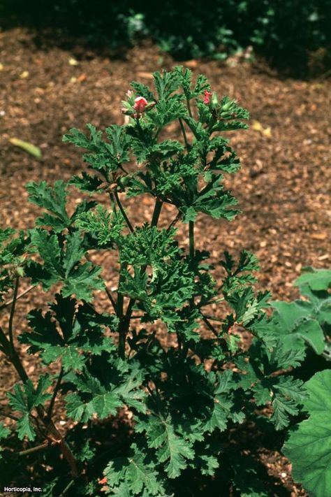 Geraniums Indoors, Martha Washington Geranium, Geranium Leaves, Ivy Geraniums, Wild Geranium, Geranium Plant, Scented Geranium, Pelargonium Graveolens, Fragrant Plant