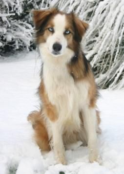 Welsh Sheepdog, English Shepherd, Designer Dogs, Health Pictures, Gorgeous Cats, Herding Dogs, Border Collie Dog, Pretty Dogs, Best Dog Breeds