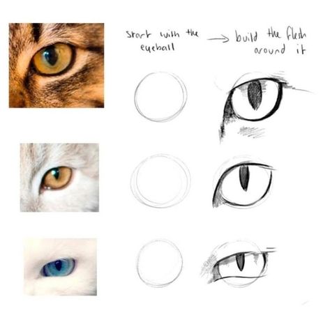 Cat Eyes Reference Drawing, Cat Eye Drawing Sketches, Cat Eyes Reference, Cat Eye Drawing, Cat Pupils, Cat Eyes Drawing, Eye Study, Eye Anatomy, Cat Steps