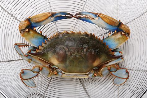 Blue crab. Closeup of a large blue crab. Species: Callinectes sapidus , #SPONSORED, #Closeup, #large, #Blue, #crab, #Callinectes #ad Crab Images, Blue Claw Crab, Blue Crabs Art, Crab Cartoon, Maryland Blue Crab, Hot Crab Dip, Crab Art, Crab Dip, Animal Groups