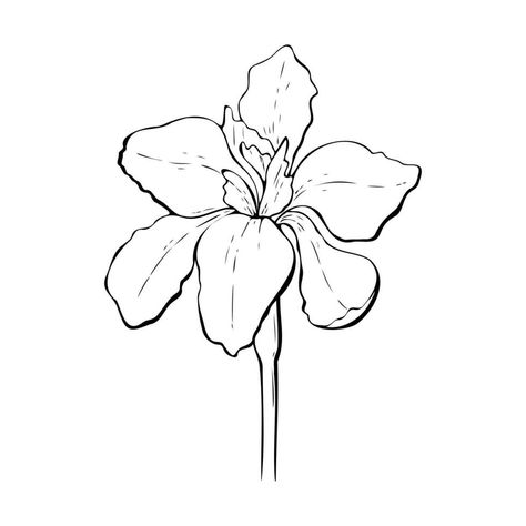 Iris Outline, Flower Drawing Simple, Flower Drawing Easy, Iris Drawing, Simple Sketch, Drawing Simple, Iris Flower, Drawing Easy, Iris Flowers