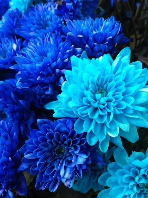 Blue Flowers Pretty Blue Things, Blue Flowers Garden, Colorful People, Caribbean Ocean, Makeup Scary, Blue Flower Wallpaper, Blue Dahlia, Blue Garden, Flowers Blue